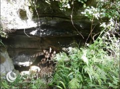 <b>重庆现神秘溶洞群 洞里有剑齿象鬣羚等化石</b>