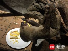 <b>四川首只树懒宝宝诞生</b>