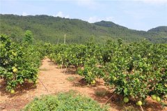 <b>重庆秀山石堤镇：猫岩发展千亩白皮柚</b>