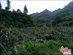 <b>湖南绥宁佘家村11300亩猕猴桃培育成致富果</b>