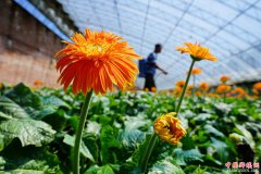 河北滦南：特色种植助力乡村振兴