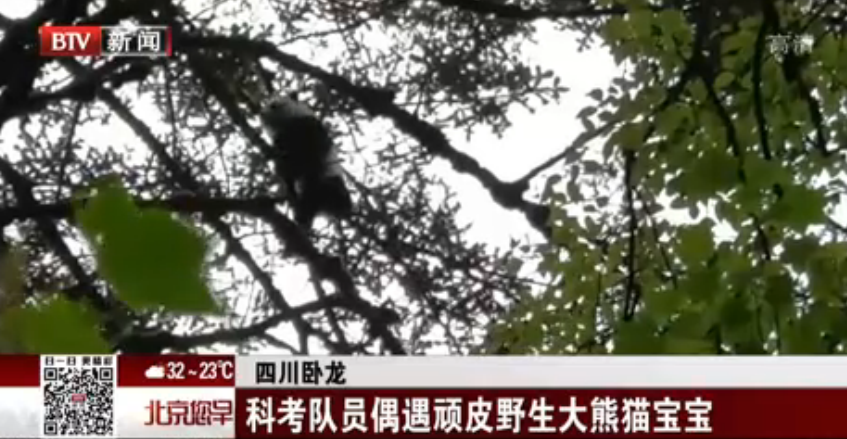 四川卧龙：科考队员偶遇顽皮野生大熊猫宝宝