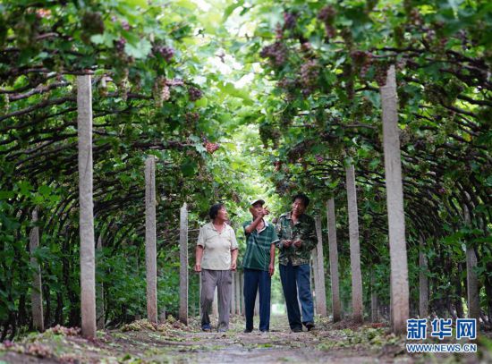 （社会）（2）河北唐山：基层党建引领乡村振兴