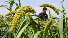 <b>循环农业 绿色发展</b>