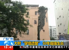 <b>广州一株大树“穿墙透窗”，长在居民楼里近50年</b>