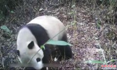 <b>四川白水河国家级自然保护区再次发现野生大熊猫</b>