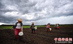 <b>海口：抢种蔬菜</b>