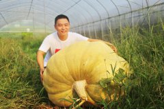 <b>况场景态农场种出泸州最大南瓜！</b>
