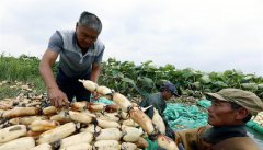 <b>江苏泗洪：初秋时节采藕忙</b>