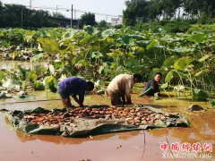 <b>南雄每个村将发展50亩以上特色产业</b>