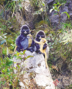 <b>德宏发现国内菲氏叶猴最大种群</b>