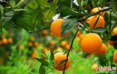 <b>“橘香小镇”之路是怎样闯出来的？</b>