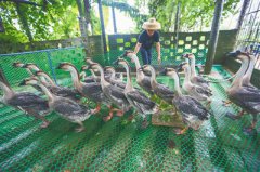 <b>琼海“扶贫鹅”叫得欢 贫困户增收稳</b>