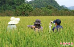 <b>发展优质稻 四川定下“六大步”</b>