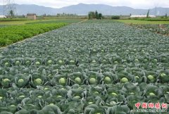 <b>全国首批生食蔬菜系列标准发布</b>