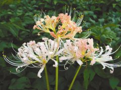 <b>惊奇！粉红石蒜、红黄石蒜首现宁波</b>