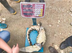 <b>鱼塘现1.2米长鳄鱼 执法人员蹲守3天将其抓捕</b>