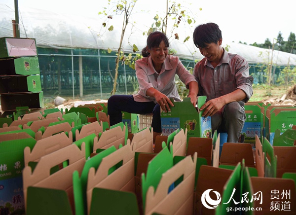 8月26日，贵州省铜仁市松桃苗族自治县长坪乡兴隆村，葡萄订单多了，丈夫在刘平芝指导下帮助整理包装盒。