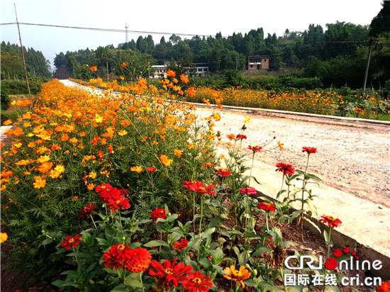 【区县联动】【铜梁】重庆铜梁双山镇：鲜花扮靓山乡路 美丽乡村入画来【区县联动 列表】重庆铜梁双山镇：鲜花扮靓山乡路