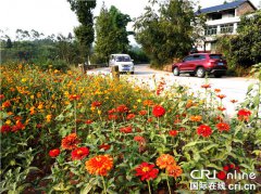 <b>重庆铜梁双山镇：鲜花扮靓山乡路 美丽乡村入画来</b>