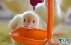 <b>山东沂源：推动畜禽绿色养殖</b>