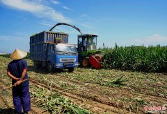 滦南县农民收获青贮玉米