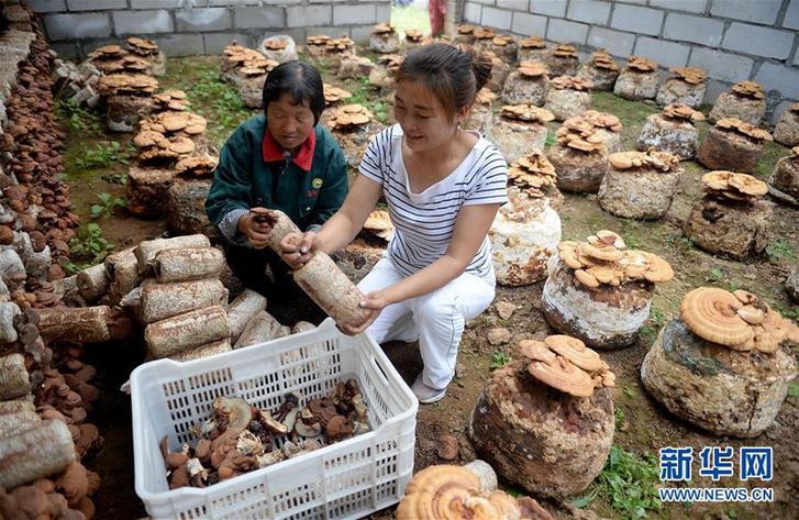 (图片故事)(4)创业者罗婵:回到大山 与乡邻共同脱贫致富