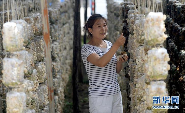 (图片故事)(3)创业者罗婵:回到大山 与乡邻共同脱贫致富