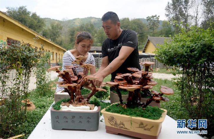 (图片故事)(5)创业者罗婵:回到大山 与乡邻共同脱贫致富