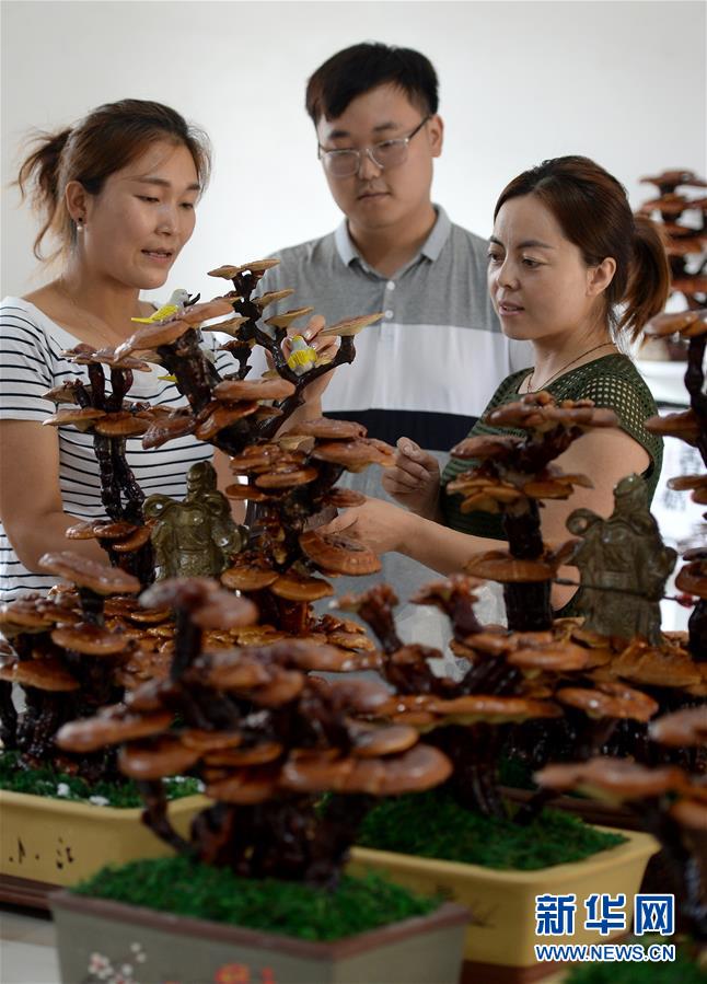 (图片故事)(7)创业者罗婵:回到大山 与乡邻共同脱贫致富