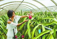 <b>种下火龙果 日子“火”起来</b>