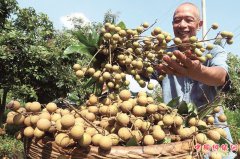 <b>泸州龙马潭：乡村振兴正当时</b>