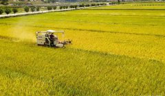 <b>水稻开镰收割</b>