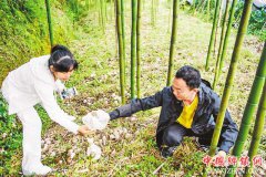 <b>易志：深耕8年育出万亩笋竹产业</b>