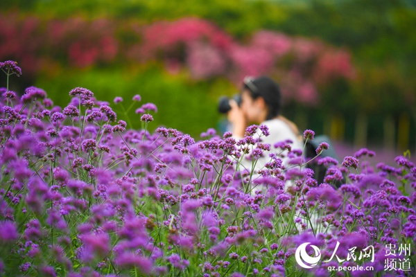 桐梓：万亩紫色花海醉游人【2】
