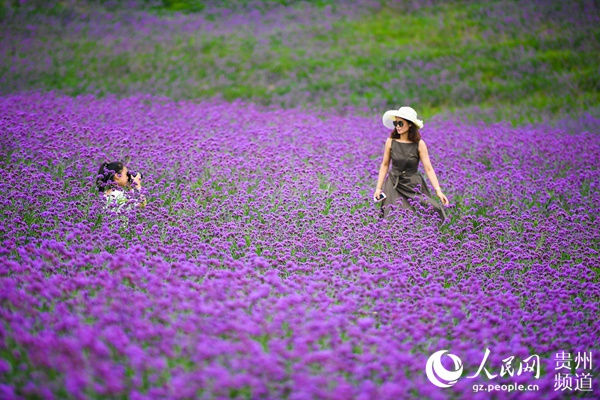 桐梓：万亩紫色花海醉游人【3】