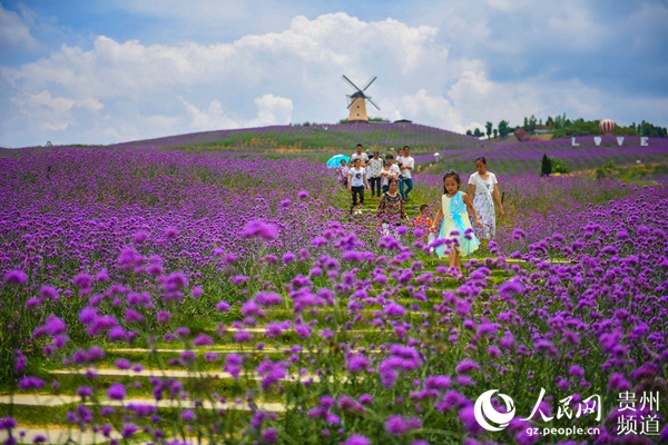 桐梓：万亩紫色花海醉游人【5】
