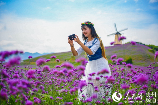 桐梓：万亩紫色花海醉游人【4】