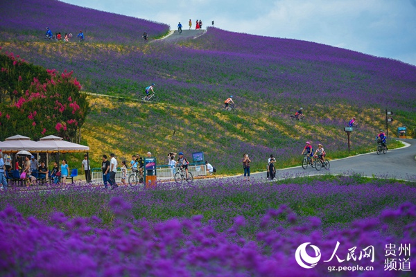 桐梓：万亩紫色花海醉游人