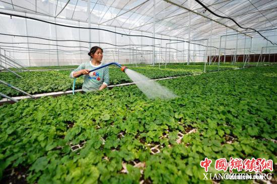 农业农村部:前7个月农业农村经济运行平稳向好