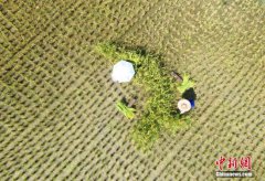 <b>农业农村部谈中国农民丰收节：坚持节俭热烈办节日</b>