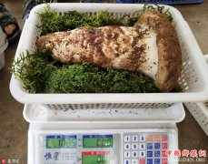 <b>云南今年成交的“松茸王” 1公斤1.2万令人震惊！</b>