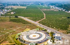 <b>重庆潼南：“酸”柠檬种出“甜”日子</b>