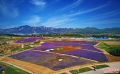 <b>河北秦皇岛：花海绘就艺术景观</b>