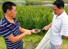 <b>郯城：陈敬伟成功铺就“蛭同稻合”致富路</b>