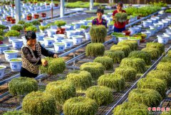 <b>河北饶阳：盆栽植物俏京津</b>