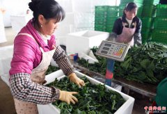 <b>云南沾益：蔬菜种植带动农民脱贫增收</b>