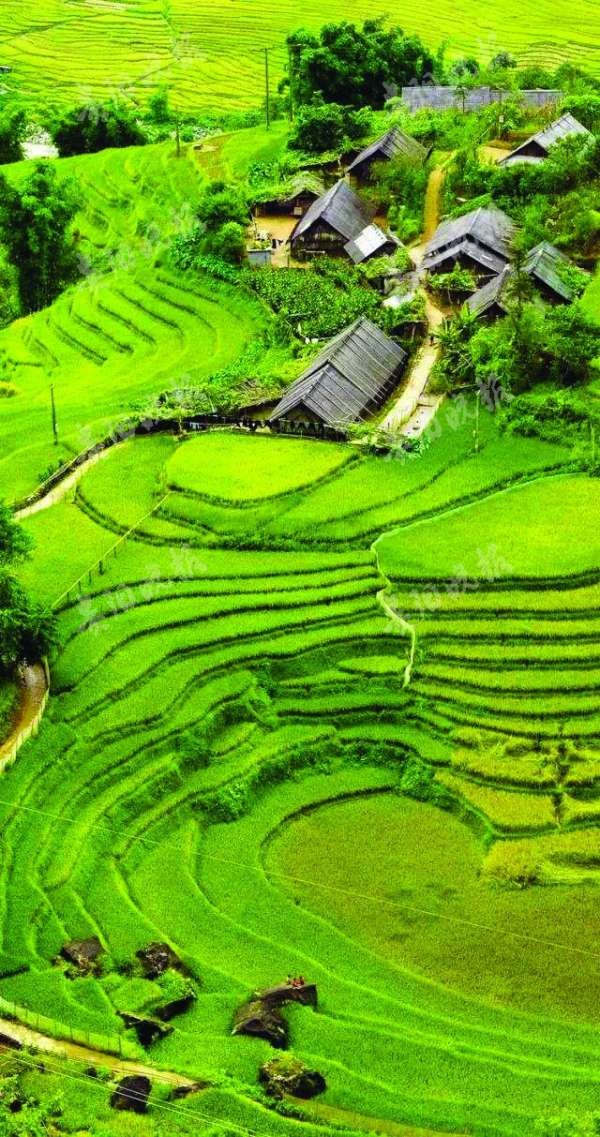 在贵州 连田坎都这么好看