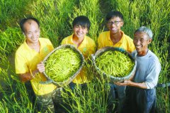 <b>湖南祁东县官家嘴镇：黄花盛开满地金</b>