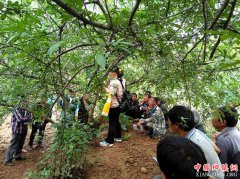 <b>米易青花椒如何摆脱减产困局？</b>